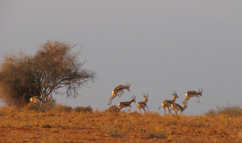 Hunting Namibia | Die keiler