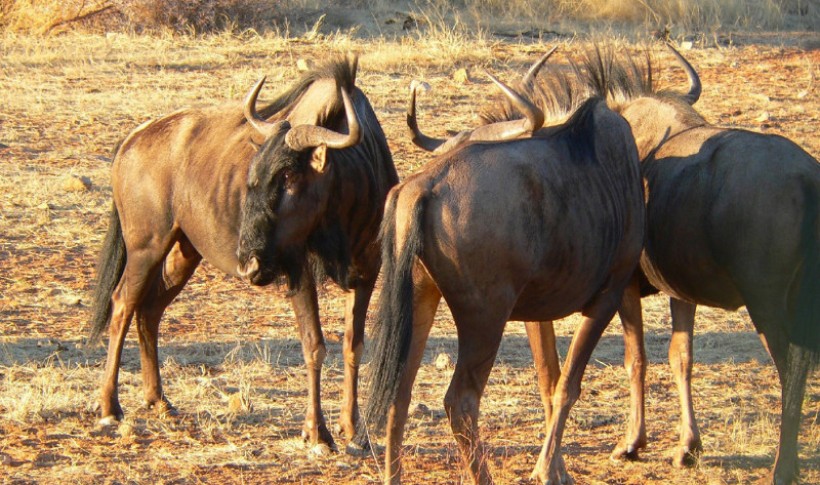 Hunting Namibia | Die keiler