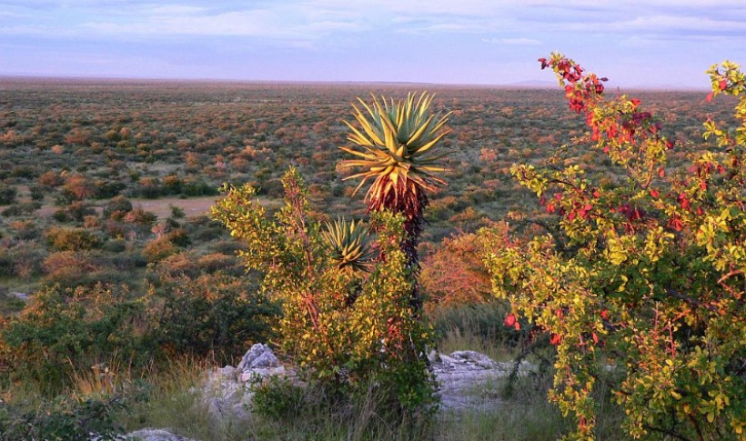 Hunting Namibia | Die keiler