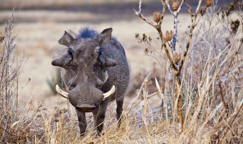 Hunting Namibia | Die keiler