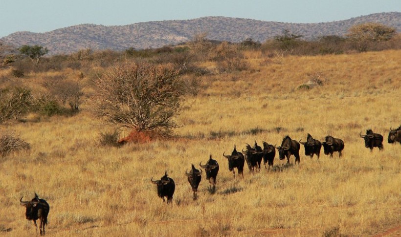 Hunting Namibia | Die keiler