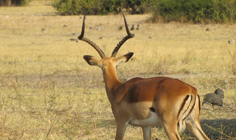 Hunting Namibia | Die keiler