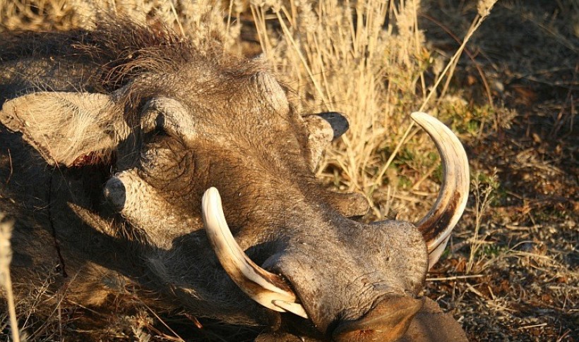 Hunting Namibia | Die keiler