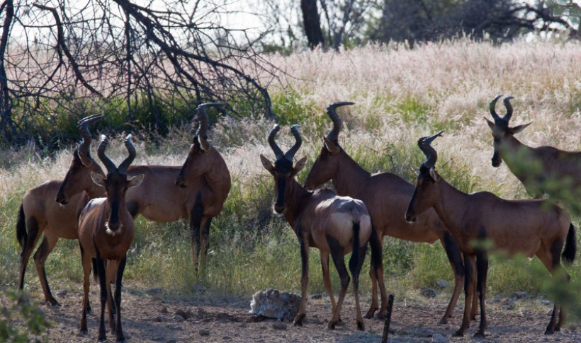 Hunting Namibia | Die keiler