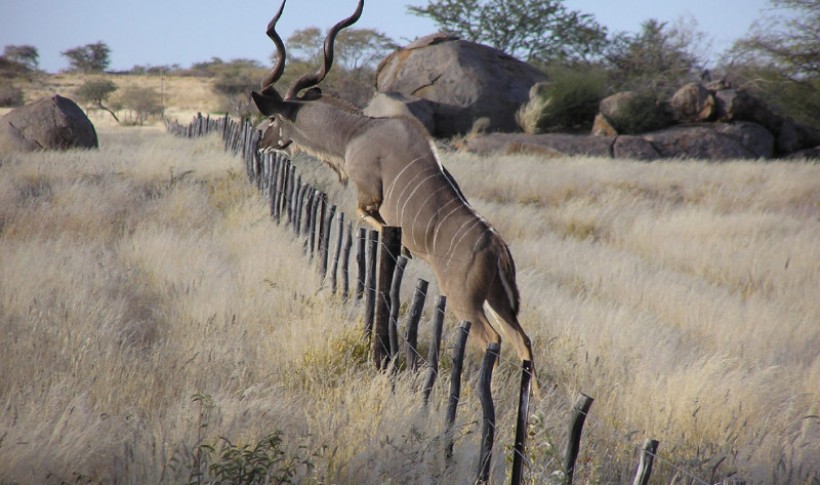 Hunting Namibia | Die keiler