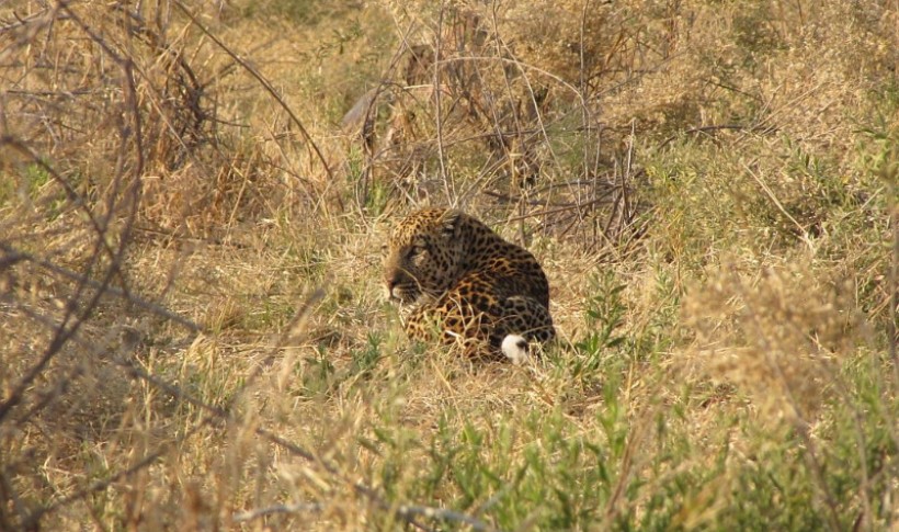 Hunting Namibia | Die keiler