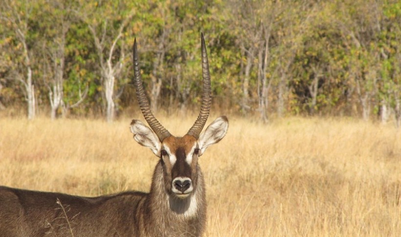 Hunting Namibia | Die keiler