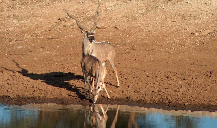 Hunting Namibia | Die keiler