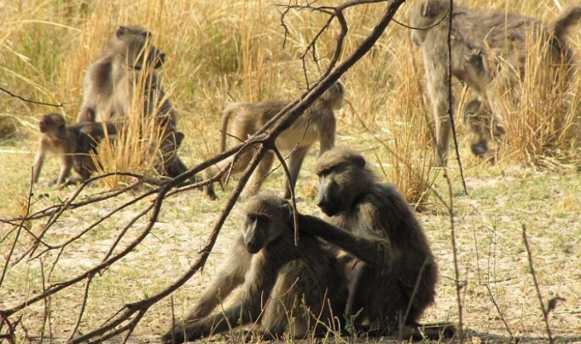 Hunting Namibia | Die keiler