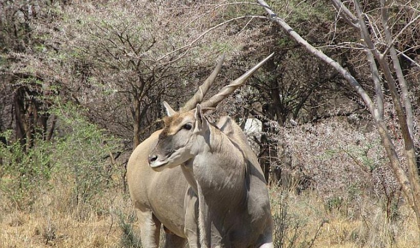 Hunting Namibia | Die keiler