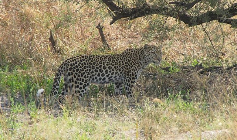 Hunting Namibia | Die keiler