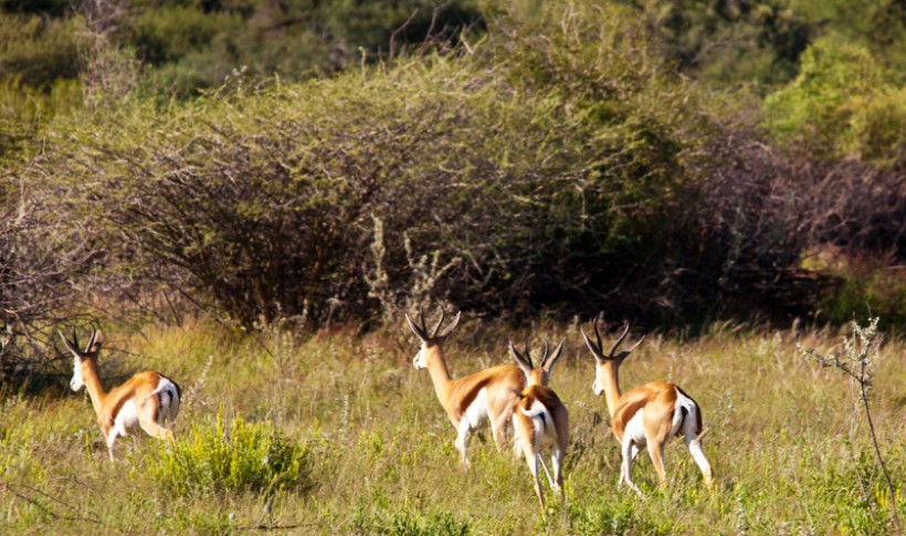 Hunting Namibia | Die keiler