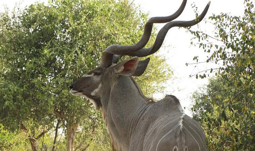 Hunting Namibia | Die keiler