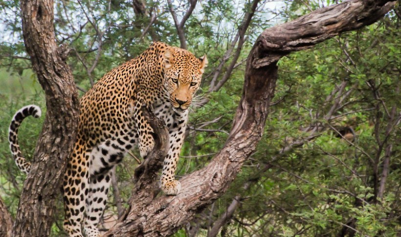 Hunting Namibia | Die keiler