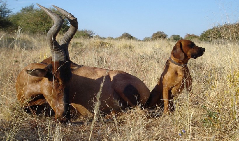 Hunting Namibia | Die keiler