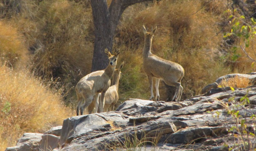 Hunting Namibia | Die keiler