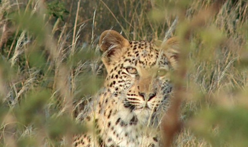 Hunting Namibia | Die keiler